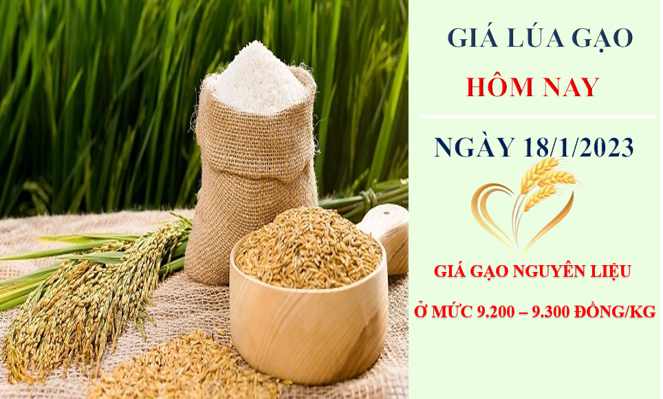 Giá lúa gạo hôm nay 18/1/2023: Thị trường gạo nội địa trầm lắng, nhiều kho nghỉ tết sớm