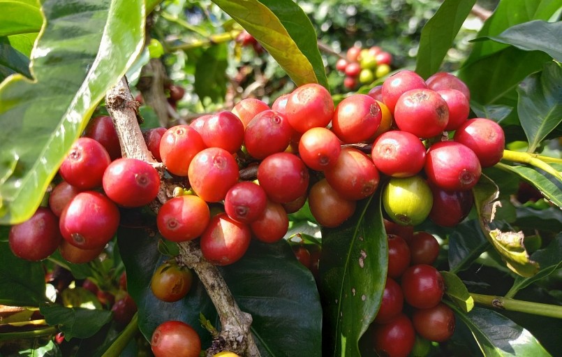 Giá nông sản hôm nay (18/1) giá cà phê duy trì đà giảm với mức điều chỉnh là 200 đồng/kg so với hôm qua.