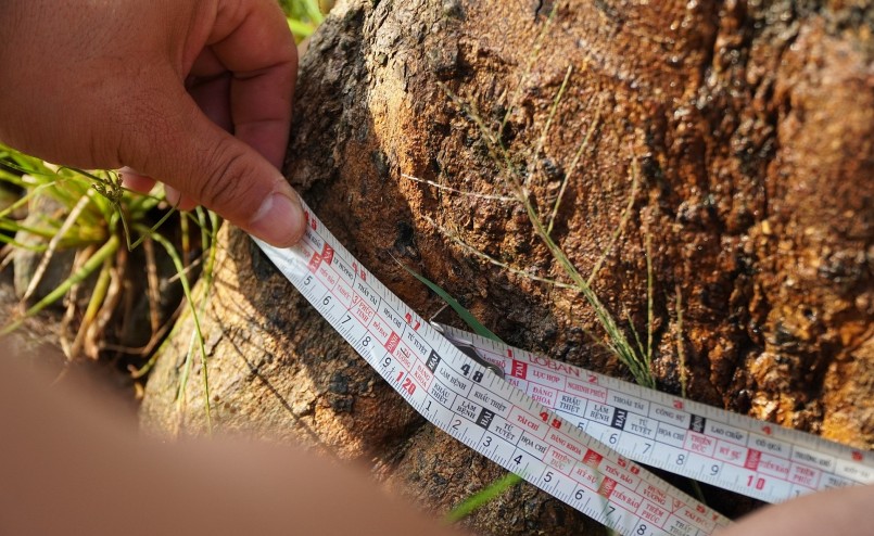 Chỉ đo ở đoạn gần gốc thôi, nhưng hoành của cây mai siêu khủng này đã 120 cm. (Ảnh Nam Long)