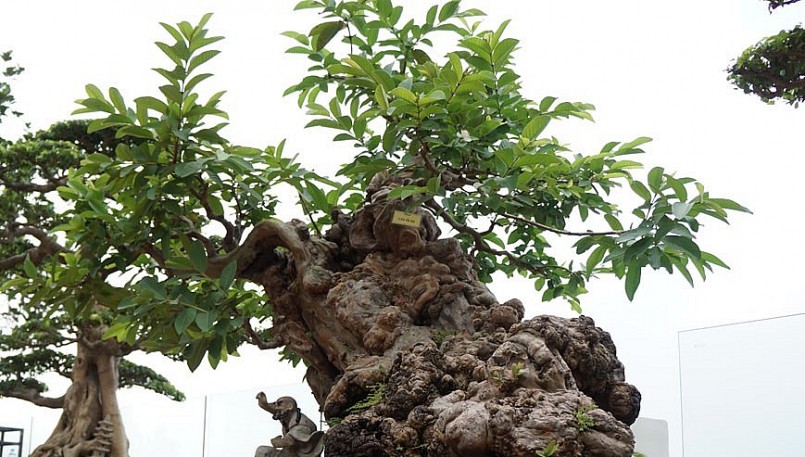 cây ổi cổ thụ vô cùng quý, hiếm, có dáng, thế độc đáo, với tuổi thọ hơn 300 năm tuổi của gia đình ông Nguyễn Gia Thọ, ở Nghi Tàm (Tây Hồ, Hà Nội).