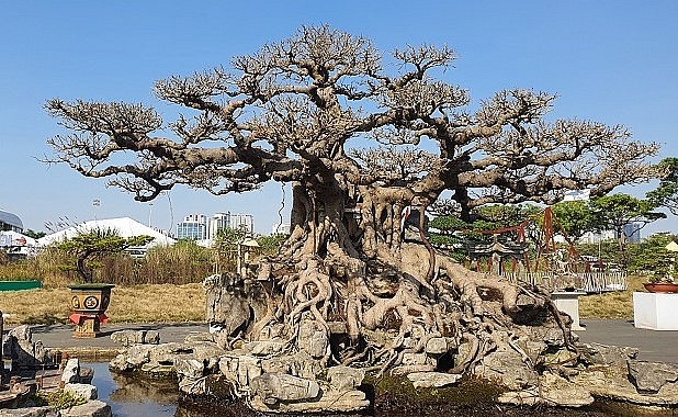 Là người đầu tiên đưa dáng làng vào tác phẩm cây cảnh, cây sanh này là một trong những tác phẩm tạo nên tên tuổi của ông Nguyễn Tân Khoa (Khoa Sắt) trong giới sinh vật cảnh.