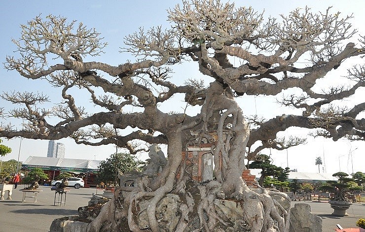 Ông cho biết, khi nhìn thấy cây sanh cổ này, ông đã có ý tưởng tạo nó thành một cái cây của làng quê.