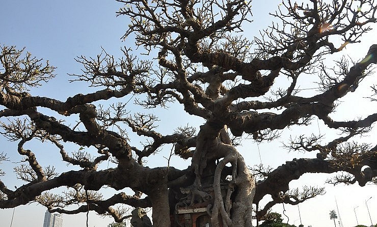 Sở hữu cây sanh cổ trăm tuổi này năm 1999, ông Khoa đã đặt tên cây là “Cổng Làng” và bắt tay vào tạo hình, uốn thế, tự tay thiết kế các tiểu cảnh như giếng làng, đình làng, cổng làng.