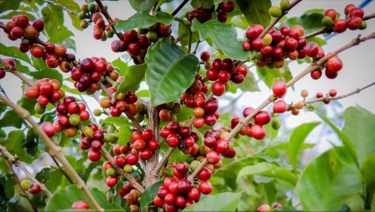 Giá nông sản hôm nay 19/1: Giá cà phê đồng loạt tăng, hồ tiêu giảm trước những áp lực