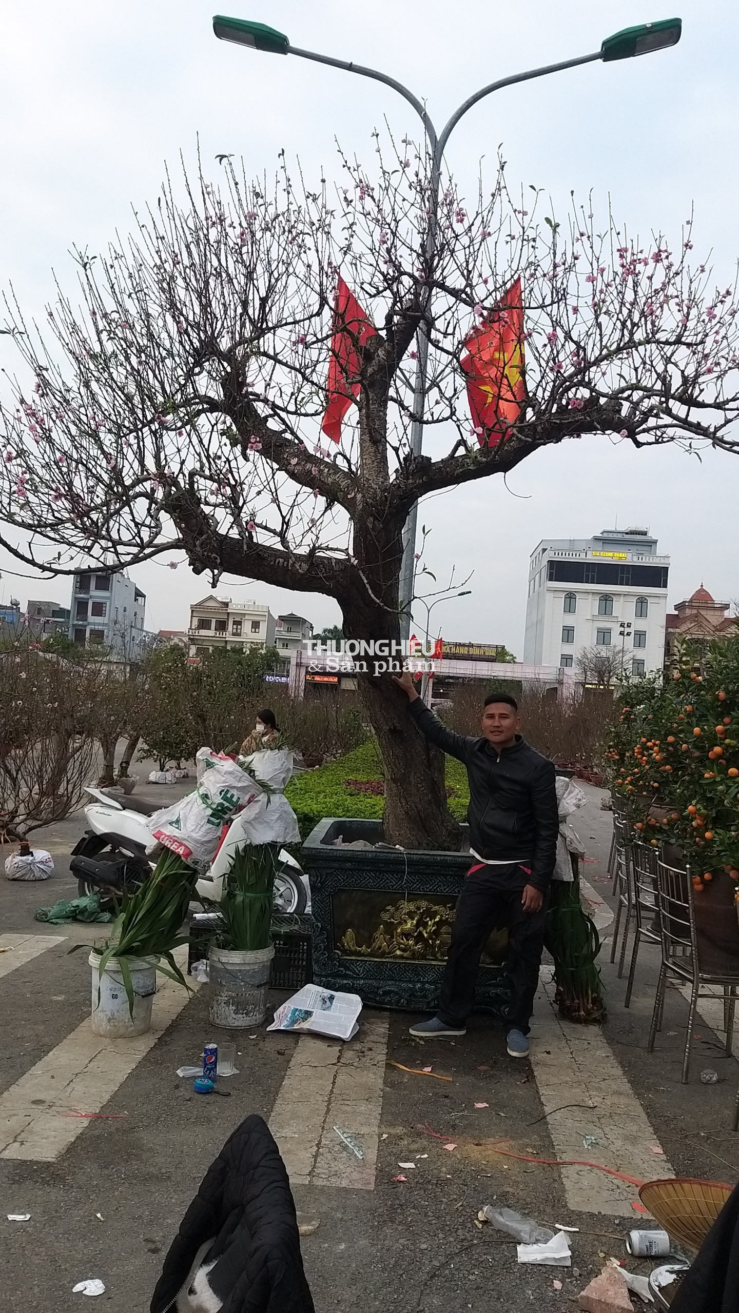 Cây Đào "khủng nhất" Quảng Ninh được trung bày tại chợ Hoa xuân thị xã Quảng Yên - Xuân Qúy Mão