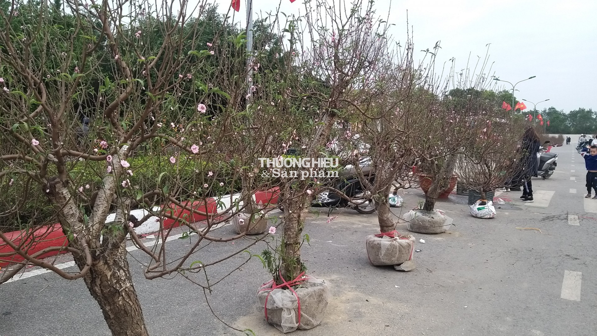 Cây Đào "khủng nhất" Quảng Ninh được trung bày tại chợ Hoa xuân thị xã Quảng Yên - Xuân Qúy Mão
