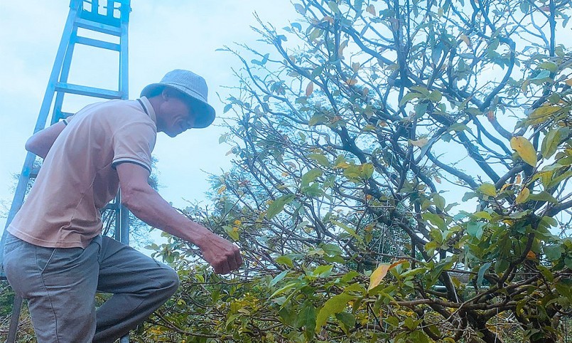 Ông Vinh, nông dân thôn 4, xã Long Tân, huyện Phú Riềng (tỉnh Bình Phước) đang nhặt lá chuẩn bị cho mùa mai tết.