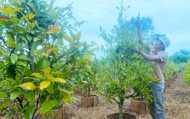Vườn mai vàng tự nhiên nhà ông Vinh với 4.000 cây mai được chăm sóc tỉ mỉ.