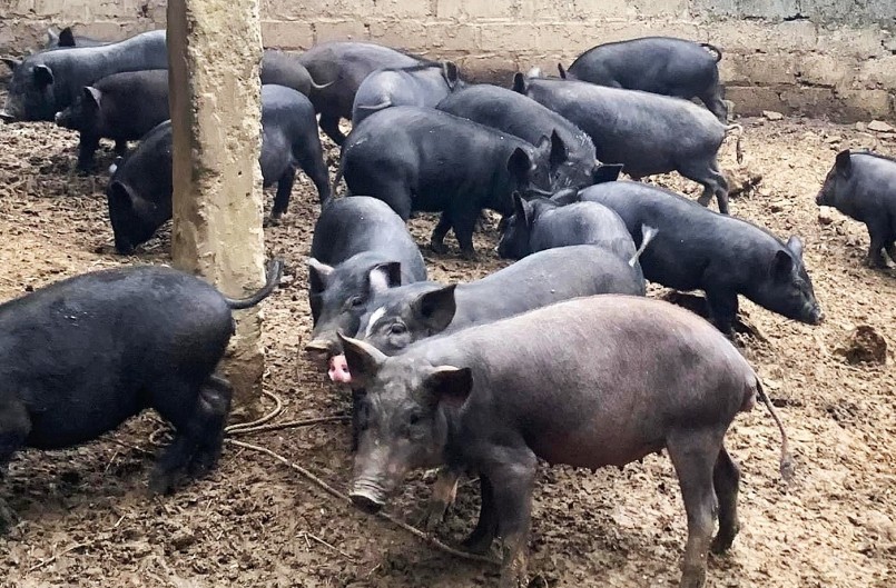 Lợn cắp nách là lợn gì ở Tuyên Quang tết đến thương lái bắt vô số đưa lên  ô tô bán đắt hàng