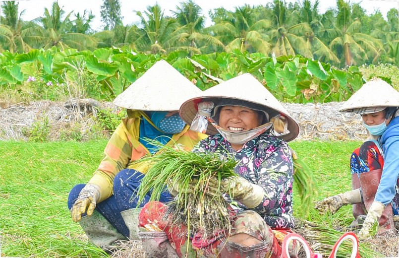 chủ ruộng trả tiền công người nhổ kiệu thuê ở huyện Hòn Đất, tỉnh Kiên Giang cao hơn bình thường.