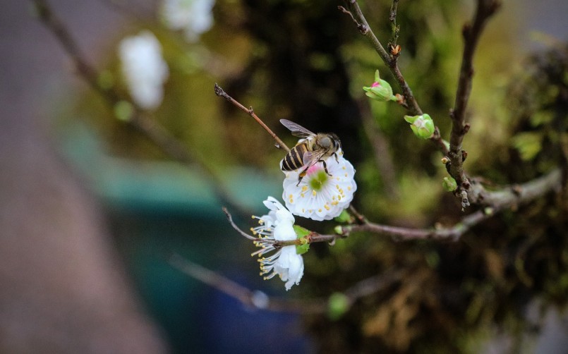 Hoa nhất chi mai có màu trắng tinh khiết, rất dễ dụ ong bướm bay đến.