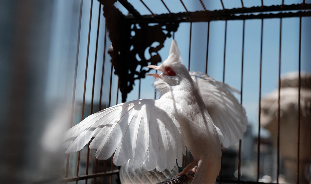 Siêu phẩm chim cảnh “cực độc” của đại gia Hà Nội, trả nửa tỷ một con cũng  không bán