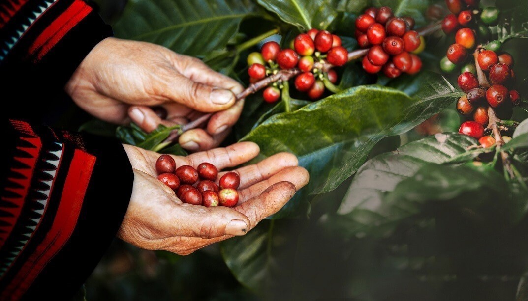 Giá nông sản hôm nay 20/1: Cà phê tăng nhẹ 100 đồng/kg, hồ tiêu chờ những biến động mới