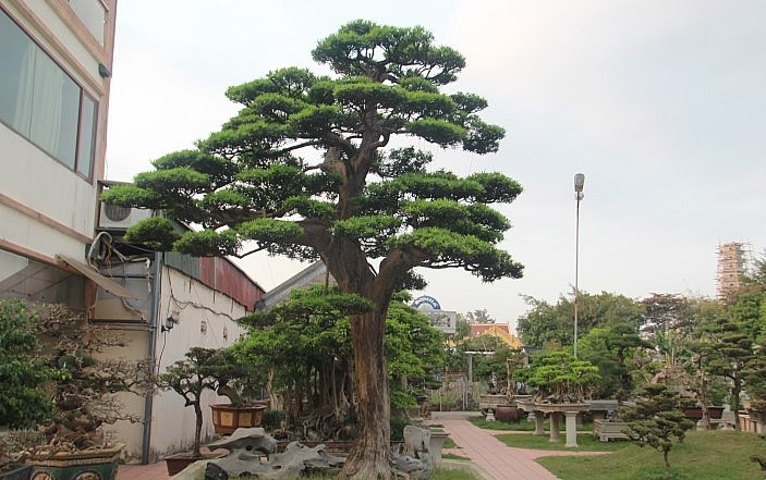 Lần đầu tiên tận mắt cây tùng La Hán hơn 300 năm tuổi, ông Thành đã nghĩ rằng đây có thể là “nhân duyên” hiếm gặp.