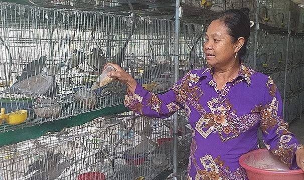 Trang trại nuôi chim cu gáy Pháp của gia đình anh Quang có cả nghìn đôi.