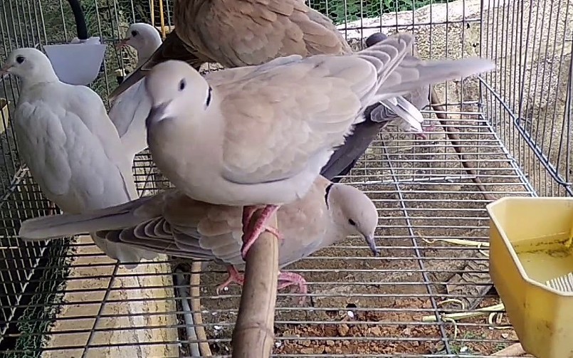 Chim cu gáy Pháp được nhiều người nuôi vừa làm cảnh vừa bán thương phẩm.