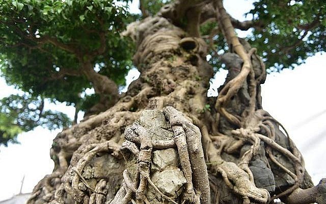 siêu phẩm sanh bonsai 'Độc long kim cương' có giá 22 tỷ