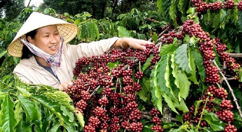 Giá nông sản hôm nay (21/1), cà phê có những biến động trái chiều. Riêng giá cà phê trong nước tăng 200 đồng/kg.