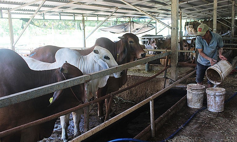 Mỗi công nhân phụ trách việc chăm sóc bò tại các khu riêng biệt