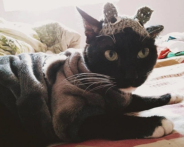 Mèo được cô chủ chăm sóc cẩn thận với trang phục mùa Đông.