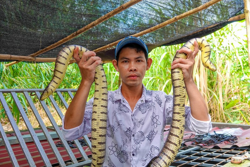Giá thể nuôi rắn là những dây ni lông được cột thành chùm