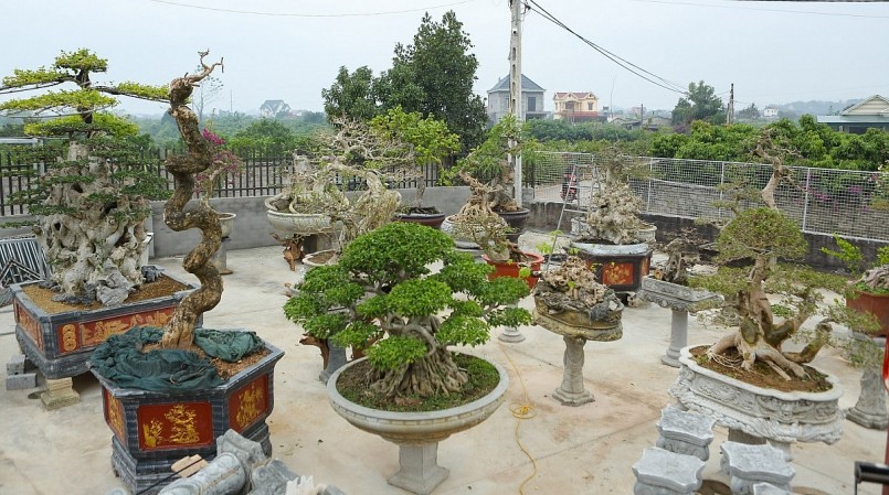 Cùng với cây duối độc lạ, anh Giáp Văn Đại trưng bày những cốt duối cổ thụ hiếm có, gây sửng sốt cho người xem.