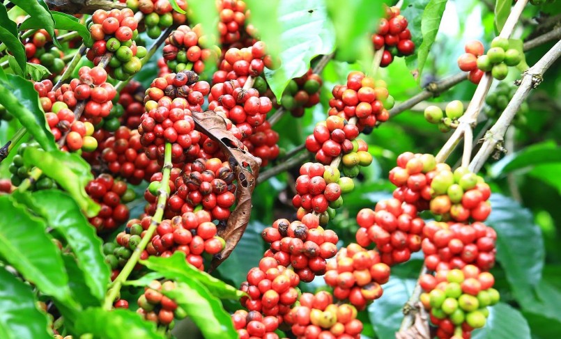 Giá nông sản hôm nay (23/1), giá cà phê robusta tại London giao tháng 3/2023 tăng hơn 1%.