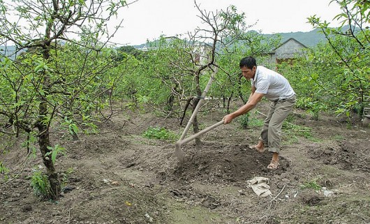 Cách trồng và chăm sóc đào sau Tết 10 cây sống cả 10