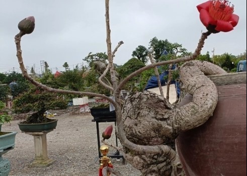Cây gạo dáng thiên tạo độc nhất Việt Nam phá mọi chuẩn mực về cái đẹp bonsai