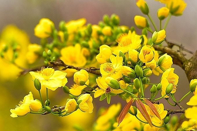 Cách chăm sóc cây mai vàng sau Tết để 12 tháng sau nở hoa vỡ chậu