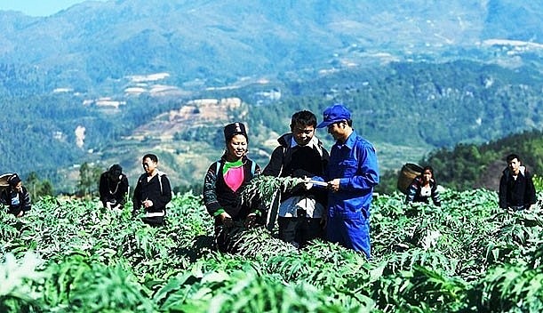 Trồng cây dược liệu trên đất dốc ở tỉnh Lào Cai.
