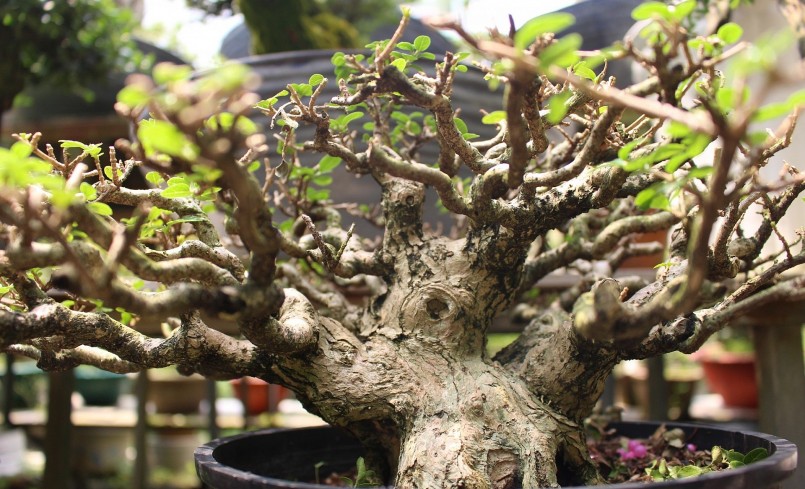 Nhiều cây kiểng bonsai có giá hàng trăm triệu đồng.
