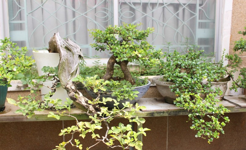 Cây bonsai hơn 10 năm cho dáng đẹp lạ.