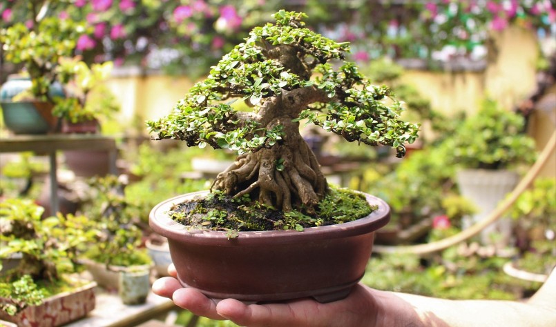 Những cây bonsai mini trong vườn anh Hòa.
