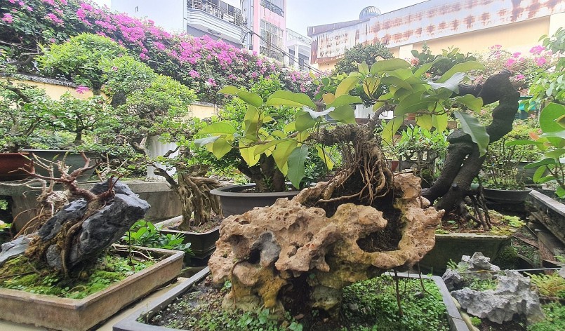 Nhiều bonsai dáng độc lạ tại khu vườn của anh Hòa.