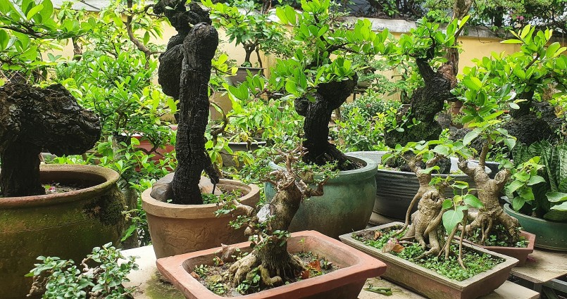 Anh Nguyễn Thế Hòa chơi kiểng bonsai từ những phôi giá rẻ.