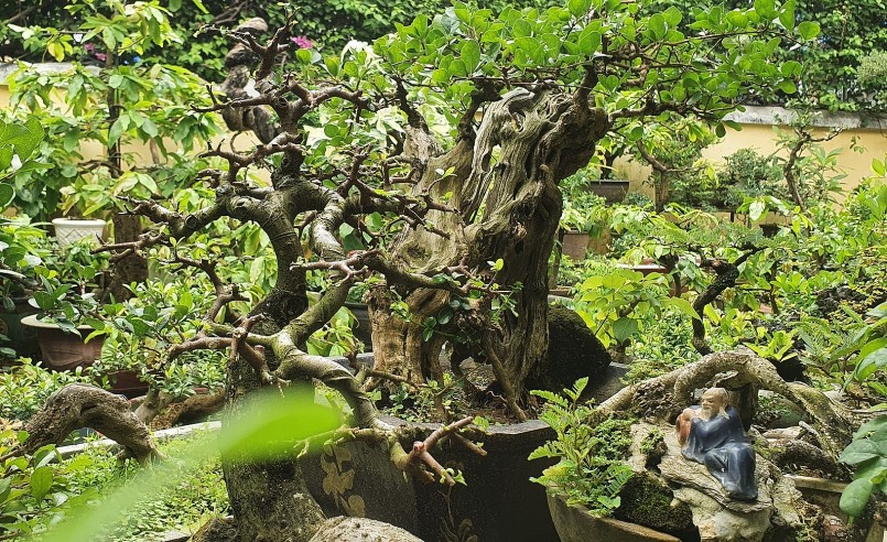 anh Nguyễn Thái Hòa hiện đang sở hữu hàng trăm cây kiểng có giá trị từ vài triệu, chục triệu đến trăm triệu đồng