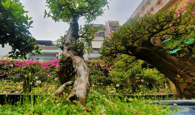 Dáng cây bonsai vô cùng đẹp mắt.