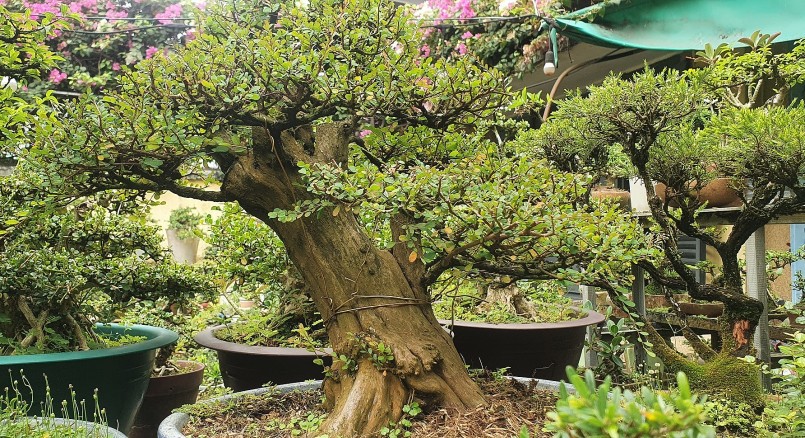Anh Hòa phải mất cả tỉ đồng để đổi lấy kinh nghiệm chơi bonsai cây kiểng.
