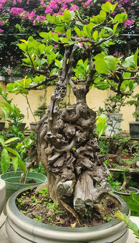 Nhiều cây kiểng bonsai dáng đẹp.