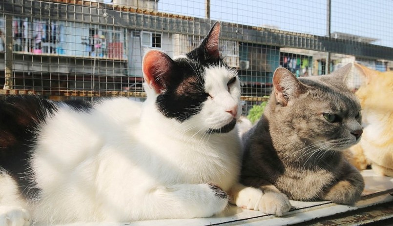 Những chú mèo bị bỏ rơi được chăm bẵm trong tổ ấm cho mèo.