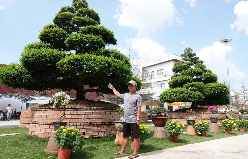 Bốn cây nguyệt quế siêu khủng trên được gia chủ mua tại vườn của một người dân ở tỉnh Tiền Giang vào năm 2022. Sau đó cây được chuyển về vườn ở TP.Long Xuyên trồng và trưng bày cho người đam mê cây kiểng đến tham quan.