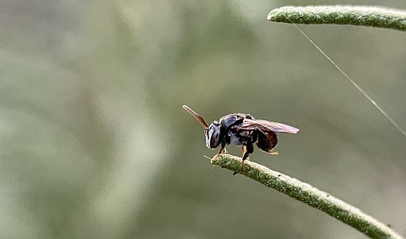 Loài ong dú không nọc độc cho mật chất lượng cao và rất trung thành.