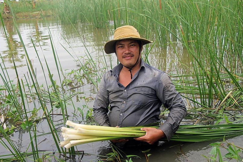 Anh Trần Văn Lạc - người thành công nhờ trồng bồn bồn kết hợp nuôi cá đồng