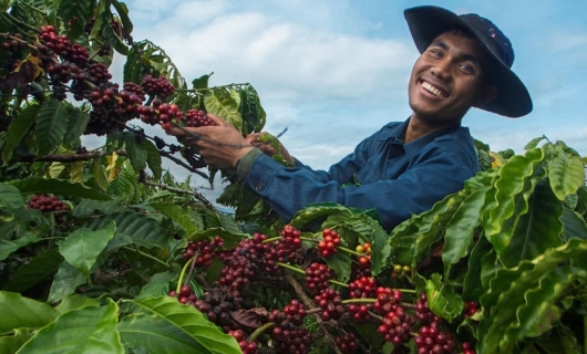 Giá nông sản hôm nay 25/1: Giá cà phê tăng đồng loạt, giá tiêu chênh chao trước những nhận định trái chiều