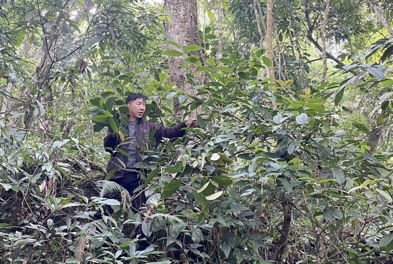 Người dân Nà Mổ nỗ lực bảo vệ quần thể hơn 1.000 cây trà hoa vàng