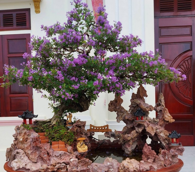 Vũ Văn Minh tự tìm hiểu về nghệ thuật bonsai và trải qua nhiều lần thất bại.