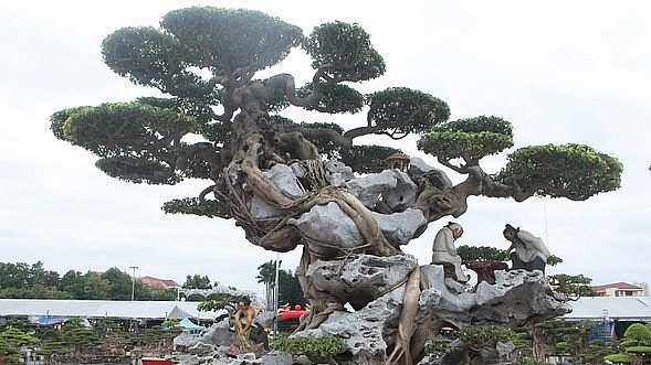 Đây là tác phẩm kết hợp giữa cây và đá hay còn gọi là “mộc thạch tương sinh” đẹp nhất Việt Nam.