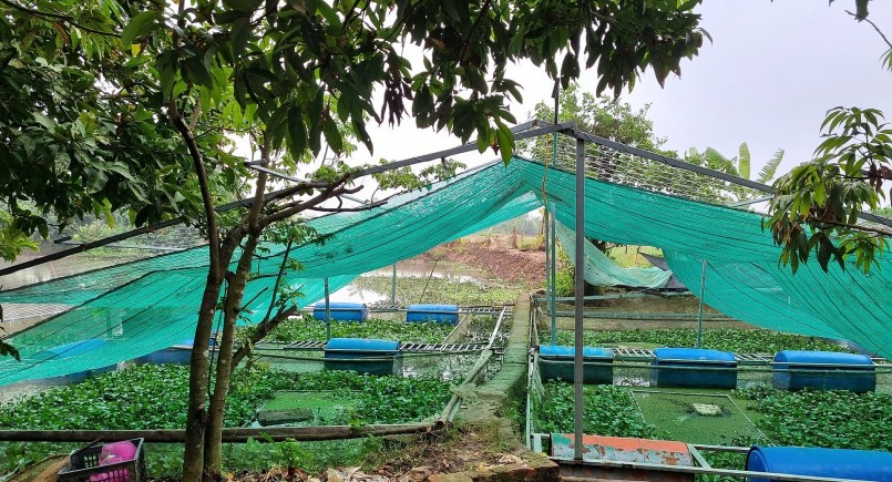 Khu trại nuôi ốc được trồng cây và phủ lưới che nhằm điều tiết nhiệt độ.