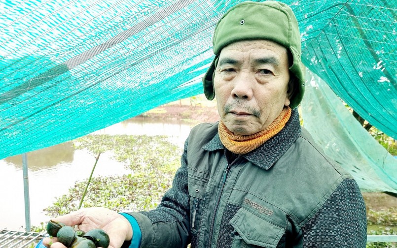 lão nông Bùi Văn Thiệp năm nay 66 tuổi, được mệnh danh là triệu phú ốc nhồi.